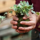 Pessoa segurando kokedama artesanal com planta hera envolta em musgo durante processo manual de montagem.