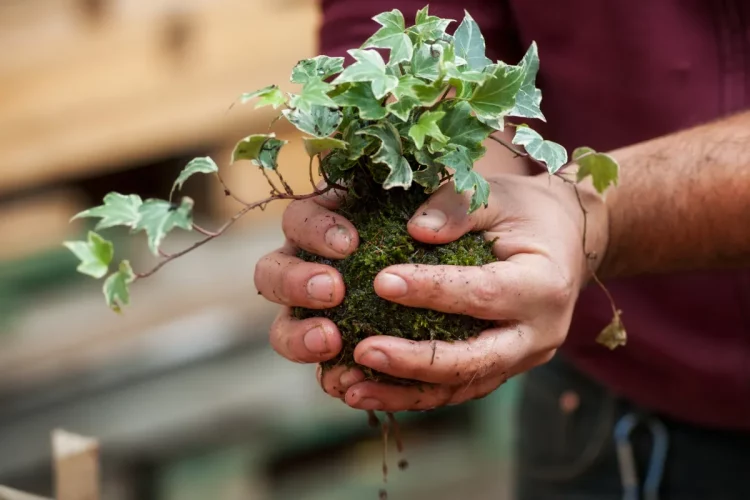 Pessoa segurando kokedama artesanal com planta hera envolta em musgo durante processo manual de montagem.
