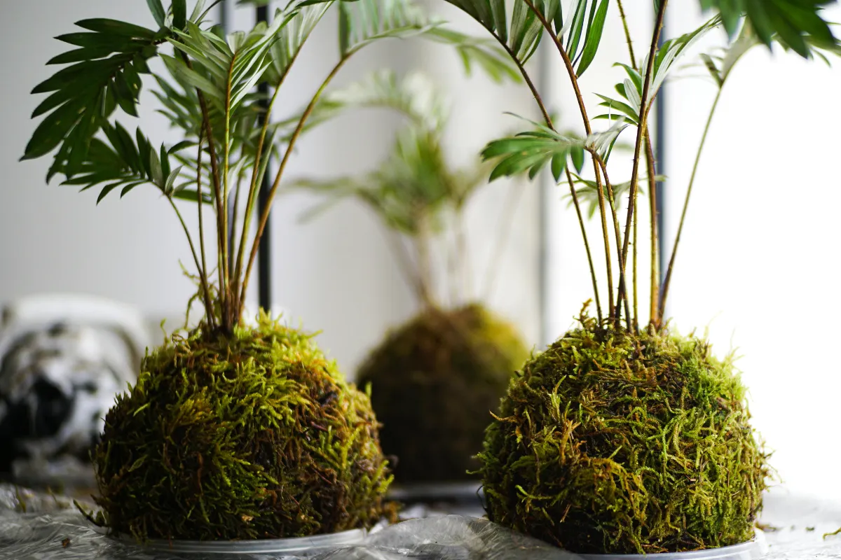 Kokedamas com folhagens tropicais apoiados sobre superfície interna iluminada por luz natural suave.