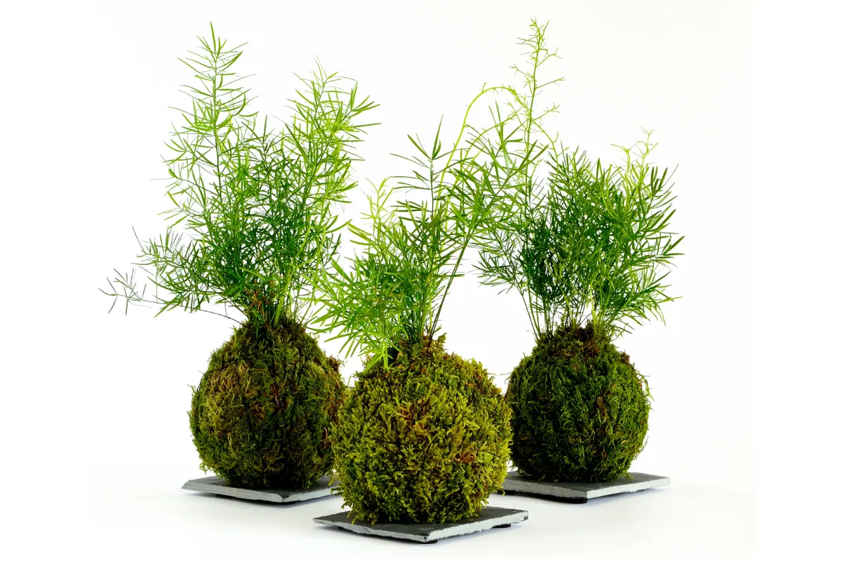 Três kokedamas decorativos com plantas verdes sobre base clara destacando textura natural do musgo.