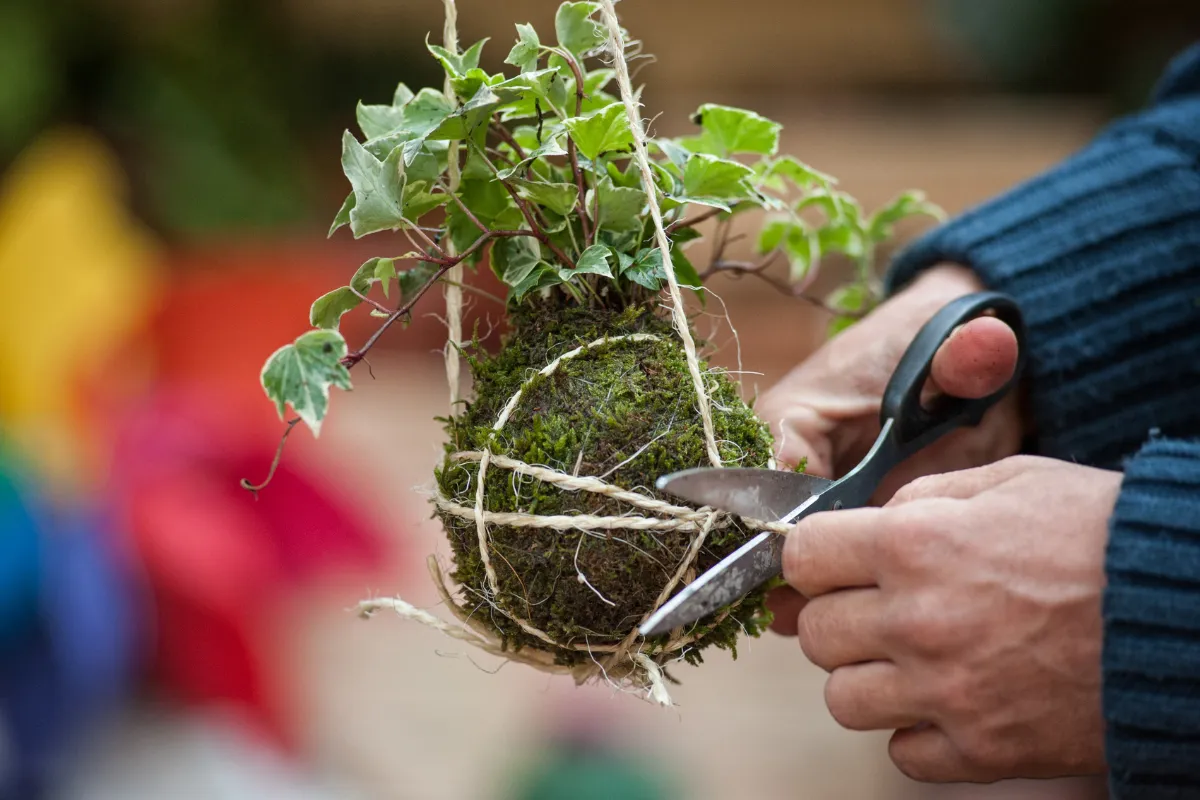 Pessoa finalizando kokedama com barbante e tesoura durante etapa de fixação da estrutura de musgo.
