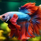 Peixe betta azul e vermelho com nadadeiras abertas em aquário decorado com fundo verde iluminado.