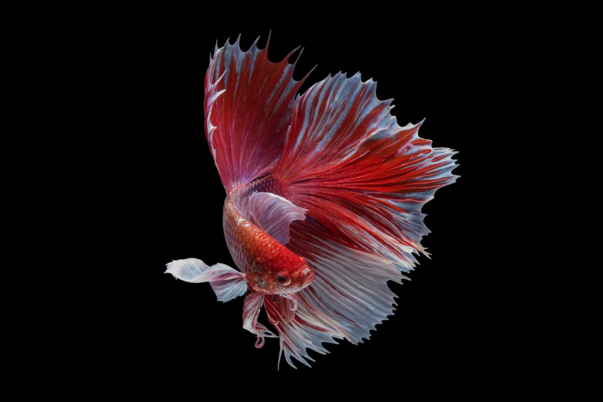 Peixe betta vermelho com nadadeiras longas e detalhes brancos fotografado em fundo escuro para destacar sua coloração.