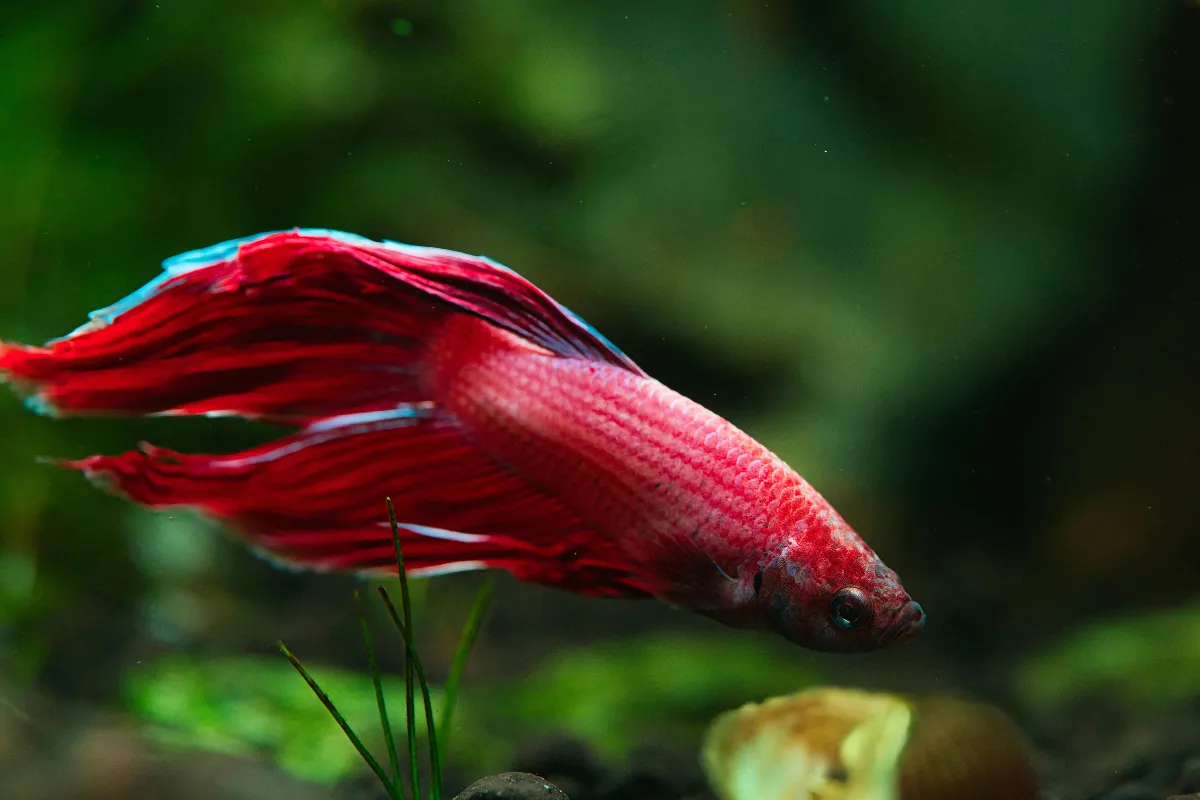 Peixe betta vermelho nadando próximo de plantas aquáticas em aquário com aparência natural e iluminação verde.