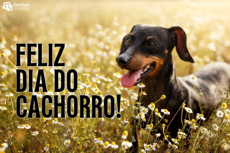 Mensagem de feliz Dia do Cachorro