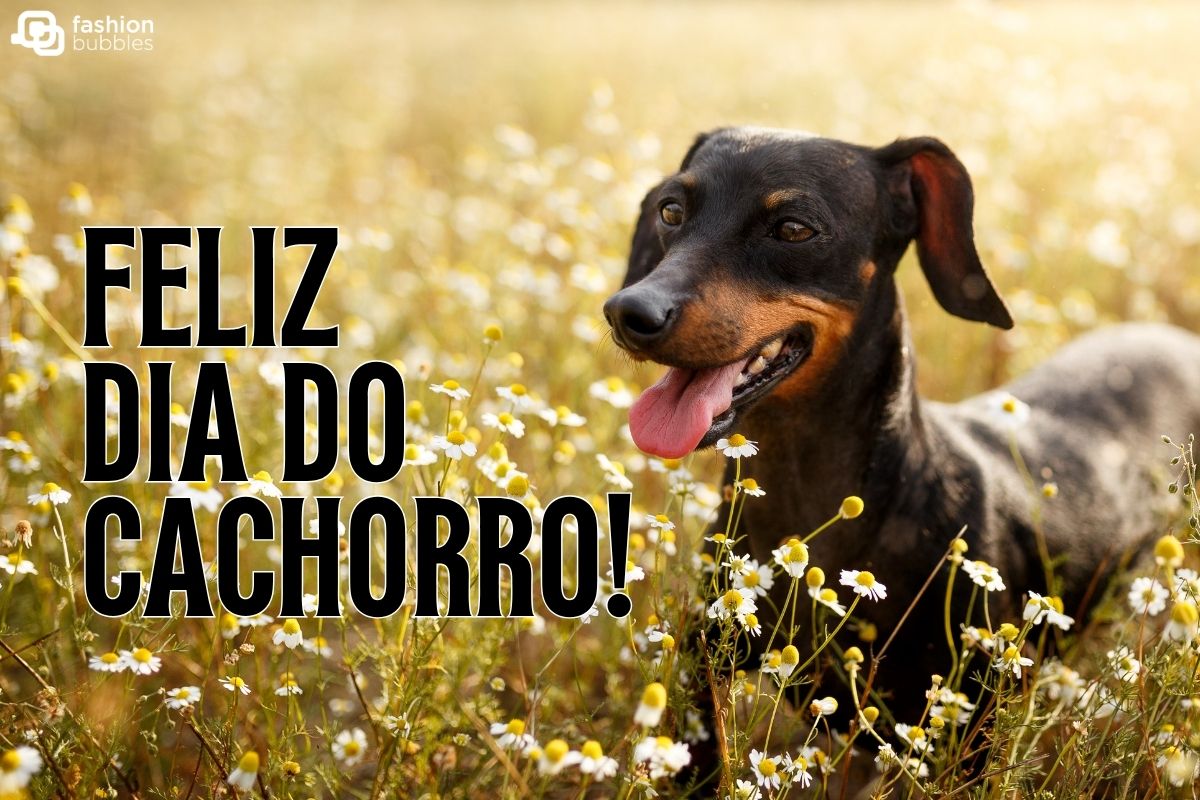 Mensagem de feliz Dia do Cachorro