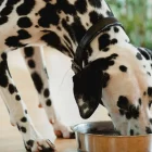 Cachorro pode comer ovo? Veja quando oferecer e quais cuidados tomar