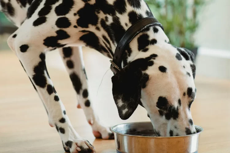 Cachorro pode comer ovo? Veja quando oferecer e quais cuidados tomar