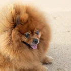 Lulu da Pomerânia: características, cuidados, personalidade e preço