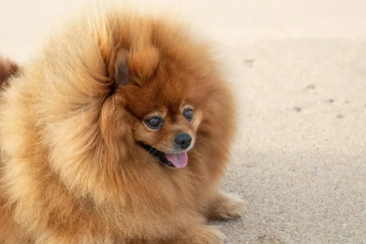 Lulu da Pomerânia: características, cuidados, personalidade e preço