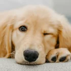 Golden Retriever: personalidade, cuidados, preço e características da raça