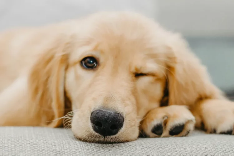Golden Retriever: personalidade, cuidados, preço e características da raça
