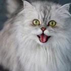 Gato persa: personalidade, cuidados e características da raça