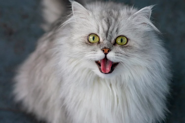 Gato persa: personalidade, cuidados e características da raça