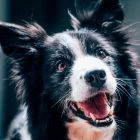 Border Collie: inteligência, comportamento e cuidados da raça
