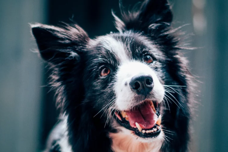 Border Collie: inteligência, comportamento e cuidados da raça