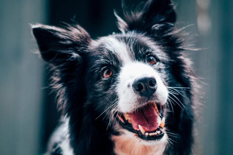 Border Collie: inteligência, comportamento e cuidados da raça