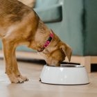 Foto de cachorro comendo ração, que não está entre os alimentos proibidos para cães