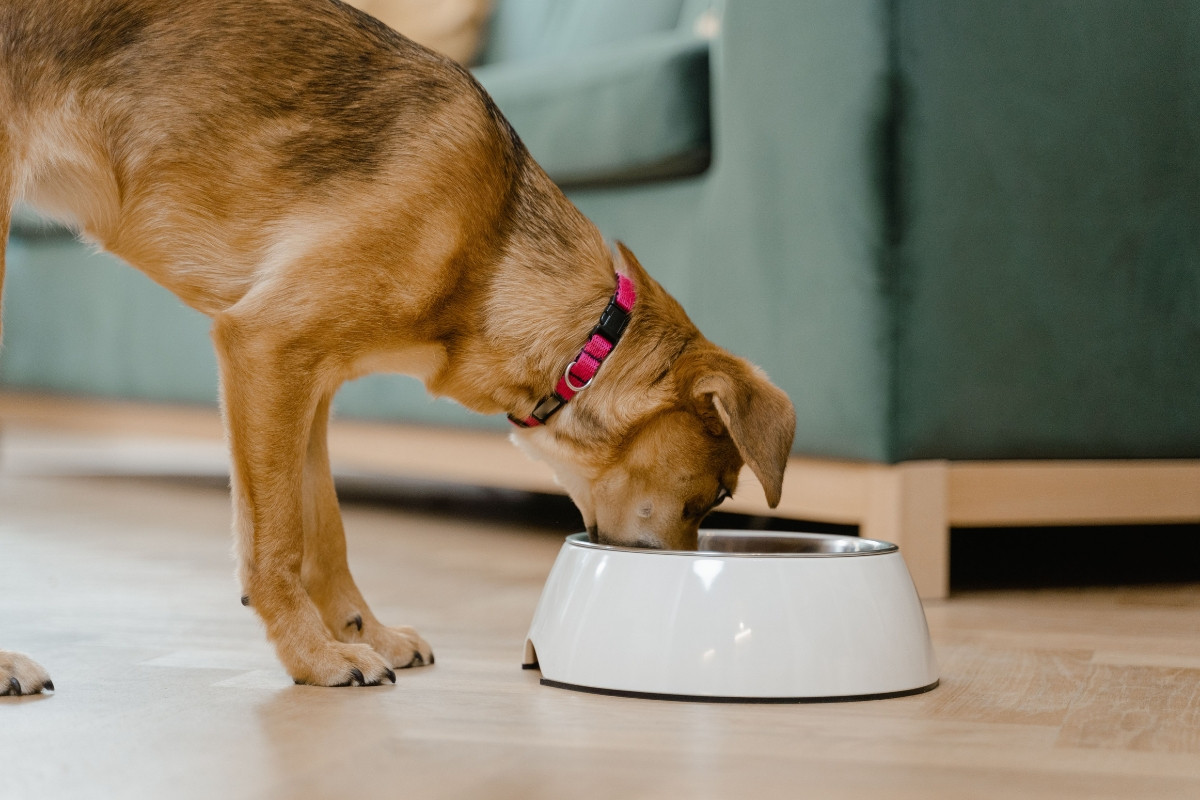 Foto de cachorro comendo ração, que não está entre os alimentos proibidos para cães